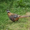 Фотография Королевский фазан