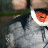 Фотография Синий ушастый фазан