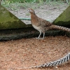 Фотография Алмазный фазан