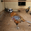 Фотография Королевский фазан