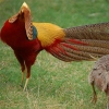 Фотография Золотой фазан